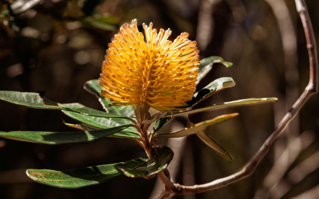 A Banksia plant